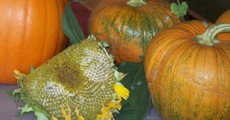 Fall Harvest